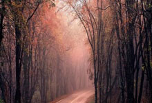 德甲-穆西亚拉传射凯恩破门 拜仁5-0波鸿领跑积分榜.